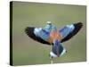 European Roller (Coracias Garrulus) Pair, Display, Pusztaszer, Hungary, May 2008-Varesvuo-Stretched Canvas