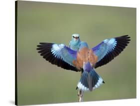 European Roller (Coracias Garrulus) Pair, Display, Pusztaszer, Hungary, May 2008-Varesvuo-Stretched Canvas