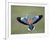 European Roller (Coracias Garrulus) Pair, Display, Pusztaszer, Hungary, May 2008-Varesvuo-Framed Photographic Print