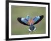 European Roller (Coracias Garrulus) Pair, Display, Pusztaszer, Hungary, May 2008-Varesvuo-Framed Photographic Print