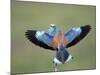 European Roller (Coracias Garrulus) Pair, Display, Pusztaszer, Hungary, May 2008-Varesvuo-Mounted Photographic Print