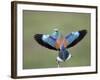 European Roller (Coracias Garrulus) Pair, Display, Pusztaszer, Hungary, May 2008-Varesvuo-Framed Photographic Print