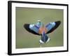 European Roller (Coracias Garrulus) Pair, Display, Pusztaszer, Hungary, May 2008-Varesvuo-Framed Photographic Print