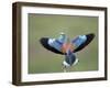 European Roller (Coracias Garrulus) Pair, Display, Pusztaszer, Hungary, May 2008-Varesvuo-Framed Photographic Print