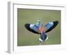 European Roller (Coracias Garrulus) Pair, Display, Pusztaszer, Hungary, May 2008-Varesvuo-Framed Photographic Print