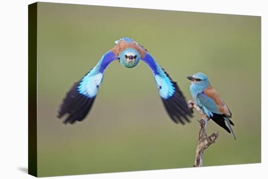 European Roller (Coracias Garrulus) Pair, One in Flight, Pusztaszer, Hungary, May 2008-Varesvuo-Stretched Canvas