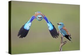 European Roller (Coracias Garrulus) Pair, One in Flight, Pusztaszer, Hungary, May 2008-Varesvuo-Stretched Canvas