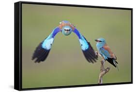 European Roller (Coracias Garrulus) Pair, One in Flight, Pusztaszer, Hungary, May 2008-Varesvuo-Framed Stretched Canvas