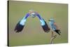 European Roller (Coracias Garrulus) Pair, One in Flight, Pusztaszer, Hungary, May 2008-Varesvuo-Stretched Canvas