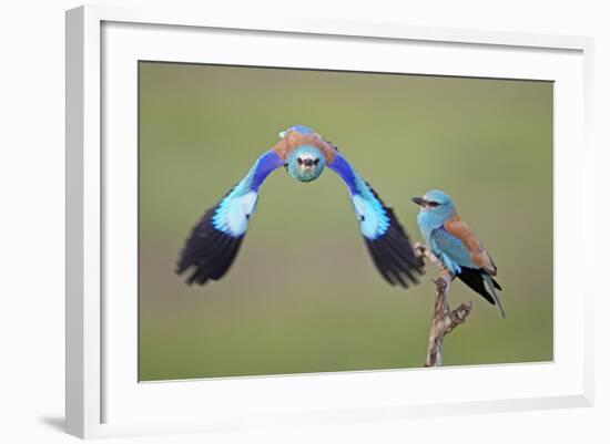 European Roller (Coracias Garrulus) Pair, One in Flight, Pusztaszer, Hungary, May 2008-Varesvuo-Framed Photographic Print