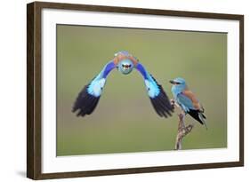 European Roller (Coracias Garrulus) Pair, One in Flight, Pusztaszer, Hungary, May 2008-Varesvuo-Framed Photographic Print