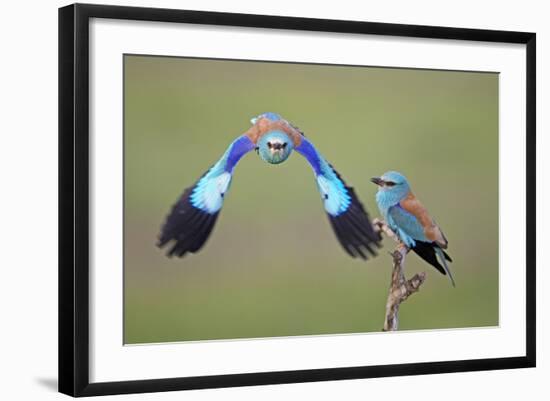 European Roller (Coracias Garrulus) Pair, One in Flight, Pusztaszer, Hungary, May 2008-Varesvuo-Framed Photographic Print