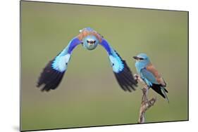 European Roller (Coracias Garrulus) Pair, One in Flight, Pusztaszer, Hungary, May 2008-Varesvuo-Mounted Photographic Print