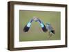 European Roller (Coracias Garrulus) Pair, One in Flight, Pusztaszer, Hungary, May 2008-Varesvuo-Framed Photographic Print