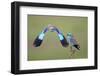 European Roller (Coracias Garrulus) Pair, One in Flight, Pusztaszer, Hungary, May 2008-Varesvuo-Framed Photographic Print