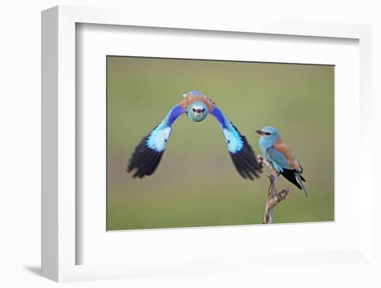 European Roller (Coracias Garrulus) Pair, One in Flight, Pusztaszer, Hungary, May 2008-Varesvuo-Framed Photographic Print