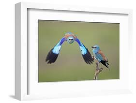 European Roller (Coracias Garrulus) Pair, One in Flight, Pusztaszer, Hungary, May 2008-Varesvuo-Framed Photographic Print