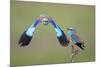 European Roller (Coracias Garrulus) Pair, One in Flight, Pusztaszer, Hungary, May 2008-Varesvuo-Mounted Photographic Print