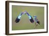 European Roller (Coracias Garrulus) Pair, One in Flight, Pusztaszer, Hungary, May 2008-Varesvuo-Framed Photographic Print