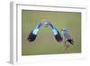 European Roller (Coracias Garrulus) Pair, One in Flight, Pusztaszer, Hungary, May 2008-Varesvuo-Framed Photographic Print