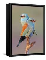 European Roller (Coracias Garrulus) Pair Perched on Branch, Pusztaszer, Hungary, May 2008-Varesvuo-Framed Stretched Canvas