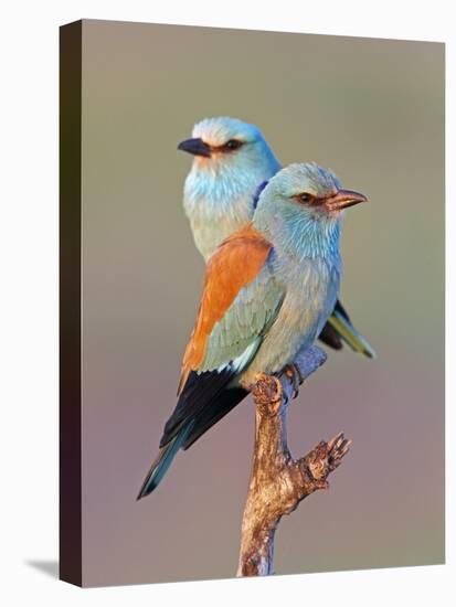 European Roller (Coracias Garrulus) Pair Perched on Branch, Pusztaszer, Hungary, May 2008-Varesvuo-Stretched Canvas