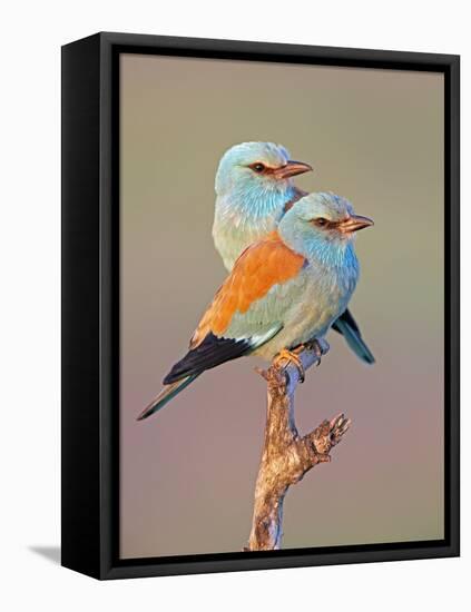 European Roller (Coracias Garrulus) Pair Perched on Branch, Pusztaszer, Hungary, May 2008-Varesvuo-Framed Stretched Canvas
