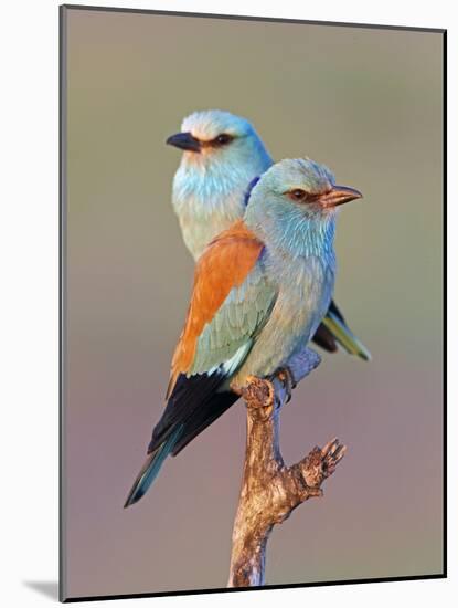 European Roller (Coracias Garrulus) Pair Perched on Branch, Pusztaszer, Hungary, May 2008-Varesvuo-Mounted Photographic Print