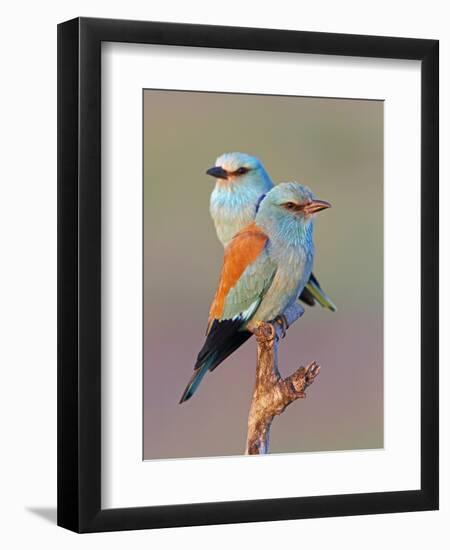 European Roller (Coracias Garrulus) Pair Perched on Branch, Pusztaszer, Hungary, May 2008-Varesvuo-Framed Photographic Print