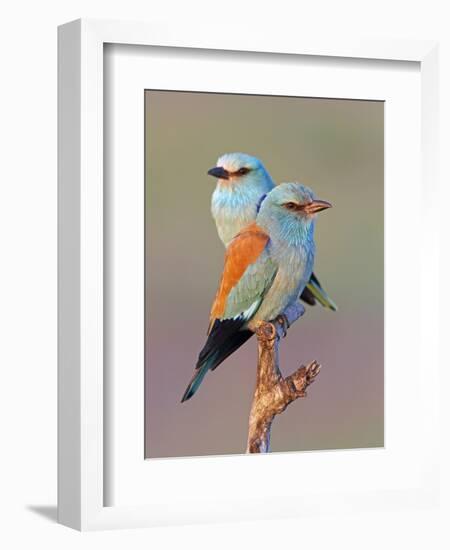 European Roller (Coracias Garrulus) Pair Perched on Branch, Pusztaszer, Hungary, May 2008-Varesvuo-Framed Photographic Print