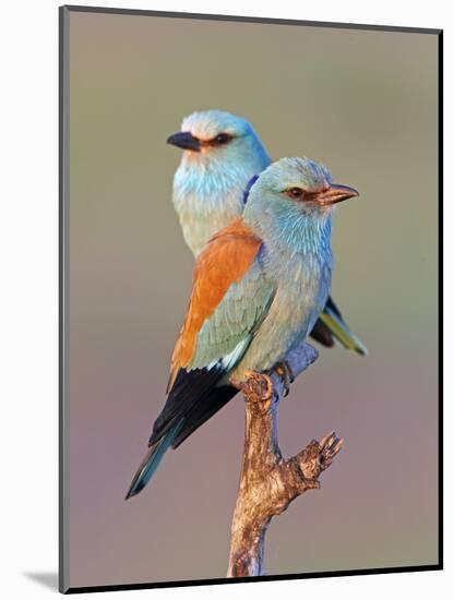 European Roller (Coracias Garrulus) Pair Perched on Branch, Pusztaszer, Hungary, May 2008-Varesvuo-Mounted Photographic Print