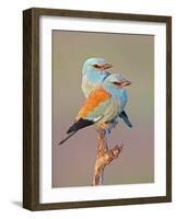 European Roller (Coracias Garrulus) Pair Perched on Branch, Pusztaszer, Hungary, May 2008-Varesvuo-Framed Photographic Print