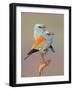 European Roller (Coracias Garrulus) Pair Perched on Branch, Pusztaszer, Hungary, May 2008-Varesvuo-Framed Photographic Print