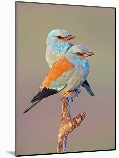 European Roller (Coracias Garrulus) Pair Perched on Branch, Pusztaszer, Hungary, May 2008-Varesvuo-Mounted Photographic Print