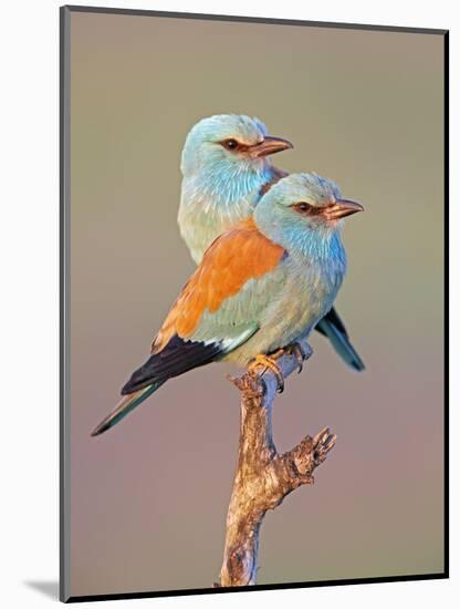 European Roller (Coracias Garrulus) Pair Perched on Branch, Pusztaszer, Hungary, May 2008-Varesvuo-Mounted Photographic Print