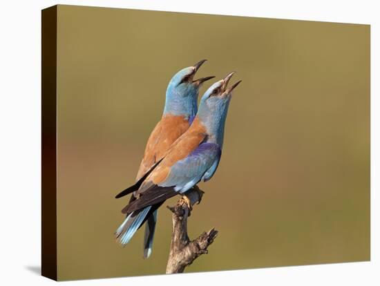 European Roller (Coracias Garrulus) Pair Vocalising, Pusztaszer, Hungary, May 2008-Varesvuo-Stretched Canvas