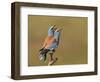 European Roller (Coracias Garrulus) Pair Vocalising, Pusztaszer, Hungary, May 2008-Varesvuo-Framed Photographic Print