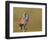 European Roller (Coracias Garrulus) Pair Vocalising, Pusztaszer, Hungary, May 2008-Varesvuo-Framed Photographic Print