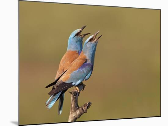 European Roller (Coracias Garrulus) Pair Vocalising, Pusztaszer, Hungary, May 2008-Varesvuo-Mounted Photographic Print