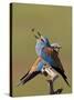 European Roller (Coracias Garrulus) Pair with Courtship Gift of Insect Prey, Pusztaszer, Hungary-Varesvuo-Stretched Canvas