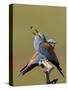 European Roller (Coracias Garrulus) Pair with Courtship Gift of Insect Prey, Pusztaszer, Hungary-Varesvuo-Stretched Canvas
