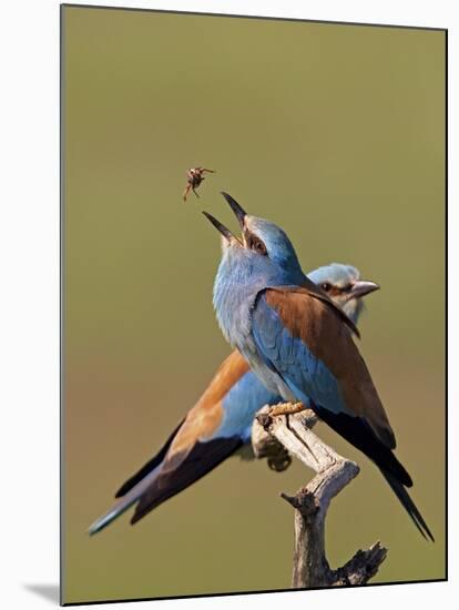 European Roller (Coracias Garrulus) Pair with Courtship Gift of Insect Prey, Pusztaszer, Hungary-Varesvuo-Mounted Photographic Print