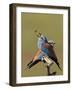 European Roller (Coracias Garrulus) Pair with Courtship Gift of Insect Prey, Pusztaszer, Hungary-Varesvuo-Framed Photographic Print