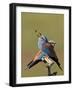 European Roller (Coracias Garrulus) Pair with Courtship Gift of Insect Prey, Pusztaszer, Hungary-Varesvuo-Framed Photographic Print