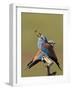 European Roller (Coracias Garrulus) Pair with Courtship Gift of Insect Prey, Pusztaszer, Hungary-Varesvuo-Framed Photographic Print