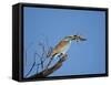 European Roller (Coracias Garrulus)-James Hager-Framed Stretched Canvas