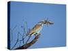European Roller (Coracias Garrulus)-James Hager-Stretched Canvas