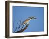 European Roller (Coracias Garrulus)-James Hager-Framed Premium Photographic Print