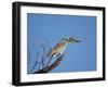 European Roller (Coracias Garrulus)-James Hager-Framed Photographic Print