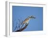 European Roller (Coracias Garrulus)-James Hager-Framed Photographic Print